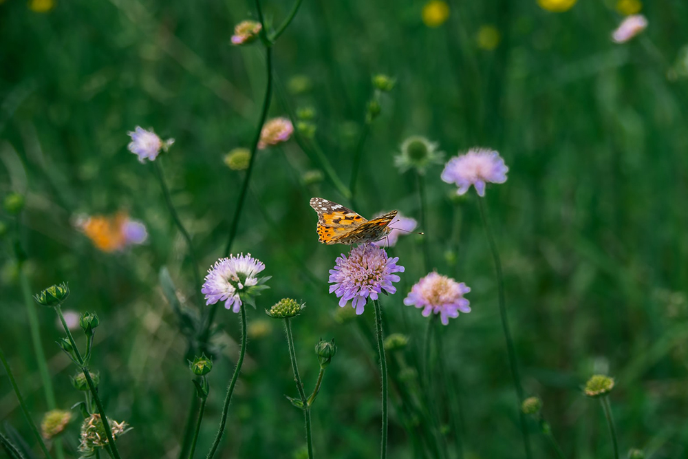 butterfly in field of flowers