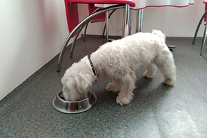 dog eating at bowl