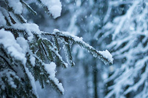close up of a pine tree covered in ice and snow